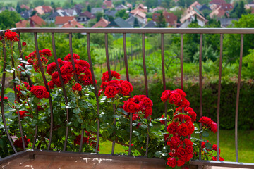 Fototapeta na wymiar Red lush roses grow on a balcony with an iron fence