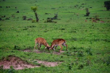 Impala fight in the green savannah in uganda