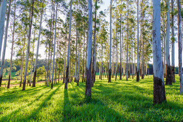 Árbol de eucalipto, bosque de eucalipto, Eucalyptus