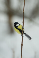 The great tit Parus major hanging on branch