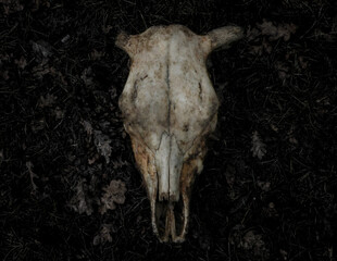 Front view of skull of a dead cow killed in the forest lying on the ground in leaves.