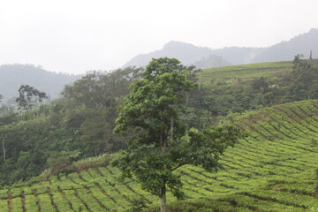 Tea garden shrouded in mist. Green tea garden in the mountain area. Tea gardens in Indonesia