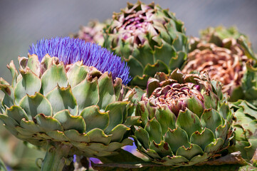 Fototapeta premium The globe artichoke