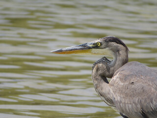 Garza morena de las Islas Galápagos