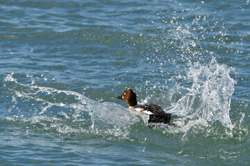 Female Common Goldeneye duck landing on water