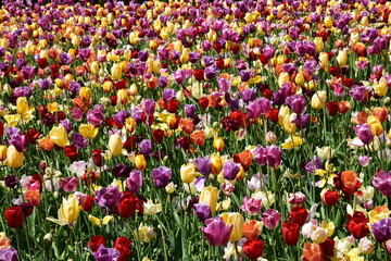 Field Of hunderts of Colorful Tulips in the Netherlands