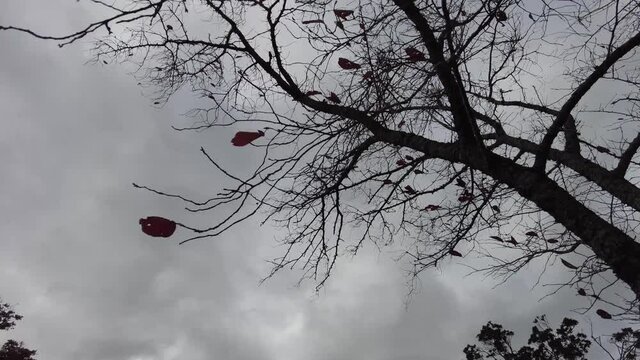 木枯らしに揺れる木
