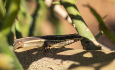 African five-lined skink (Trachylepis quinquetaeniata, formerly Mabuya quinquetaeniata).