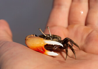 Gelasimus vocans is a species of fiddler crab. Fauna of the Red Sea.