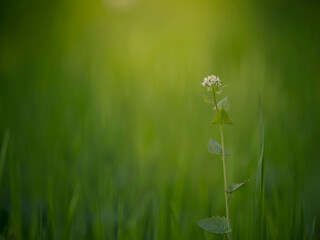 grass and spring flower