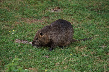 Nutira im Biotop von Beeden