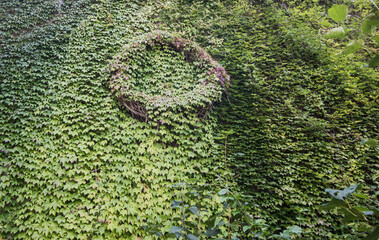 green ivy plants clings to the wall