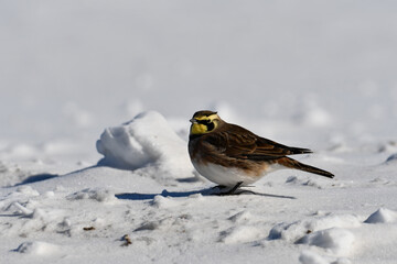 Horned Lark