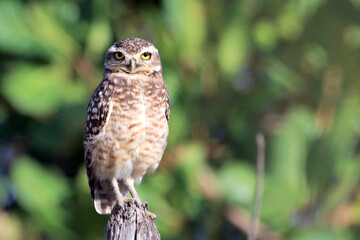 Burrowing Owl (Athene cunicularia) perched on a fence post.