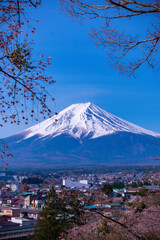 Fototapeta premium mountain and cherry blossoms - Mount Fuji in Japan 