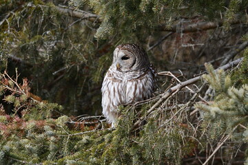 Barred Owl