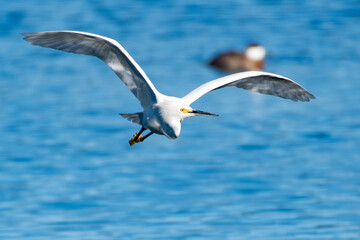 Sunny winter day in Ventura as the Snowy White Egret spreads her white wings wide and glides across the lagoon water surface.