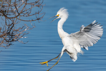 Sunny winter day in Ventura as the Snowy White Egret descends to land in the lagoon shoreline vegetation with wings spread wide