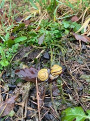 snail on the grass