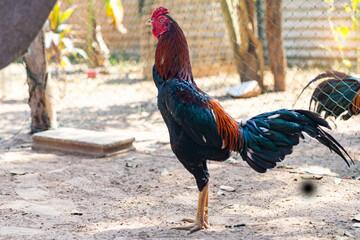 Game cock, fighting cock Thai rooster, Thai fighting cock  chicken standing outdoor. © pornsawan