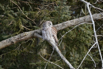 Barred Owl