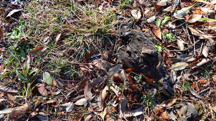公園の切り株と枯葉と下草