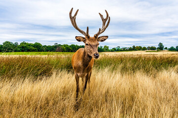 Naklejka na ściany i meble Clouse up of a male deer on the fields of Richmoond near London, UK. Head of a red deer in the wild
