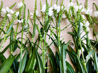 Background - white flowers, spikelets, stems with green leaves.