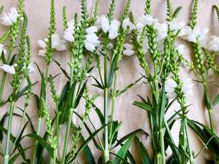 Background - white flowers, spikelets, stems with green leaves.