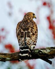 Red Shouldered Hawk