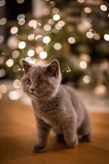 cat on the table