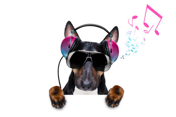dj disco dancing music dog