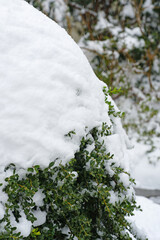 Snow on trees after a winter storm