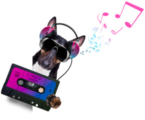dj disco dancing music dog