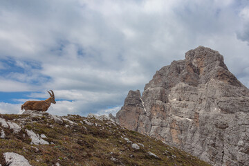 Obraz premium Ibex over a rock with dolomite Mount Duranno background, turned against the sky, Dolomites, Italy. High mountain wild animal life. Lateral shot