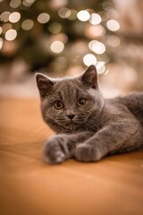 portrait of a cat