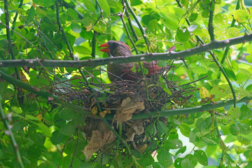 A female red Northern Cardinal bird nesting