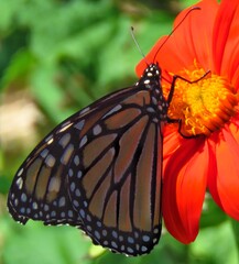 butterfly on flower