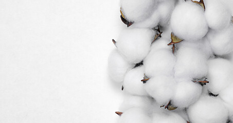 cotton flower plant on light background