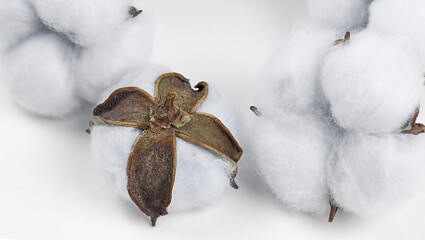 cotton plant flower on light background