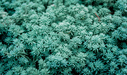 Green bushes in close up shot in landscape orientation