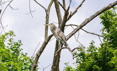 amazing beautiful large grey bird sitting on tree branches in outdoor park, Ontario, Canada  