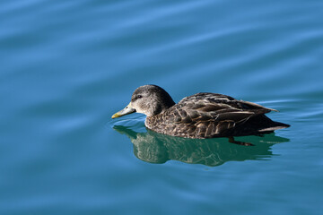 Female American Black Duck