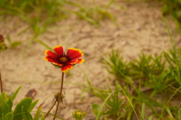 Natureza viva na praia 