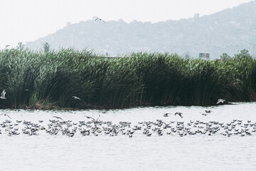 Birds in the Pantanos de Villa (Swamp of Villa), Chorrillos, Lima Peru