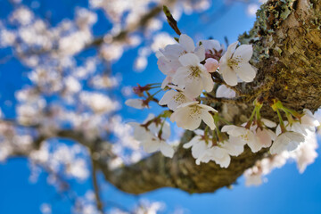 公園に咲く桜の花