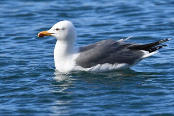 GAVIOTA