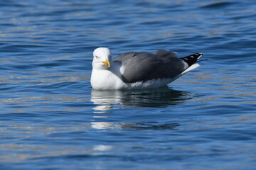 GAVIOTA