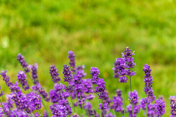 lavender flowers on the background of a green lawn.