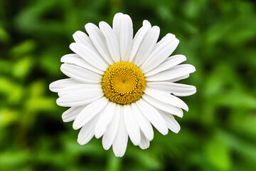 Macro of white mayweed flower over blurred green grbackground.